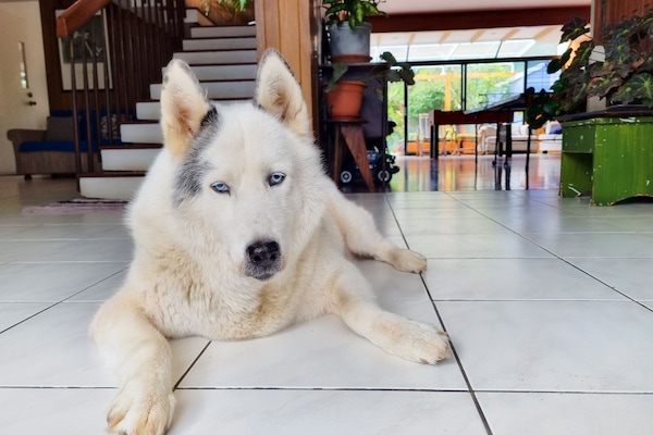 Aceita animais de estimação