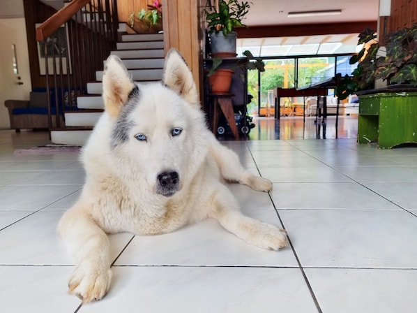 Pet-friendly
