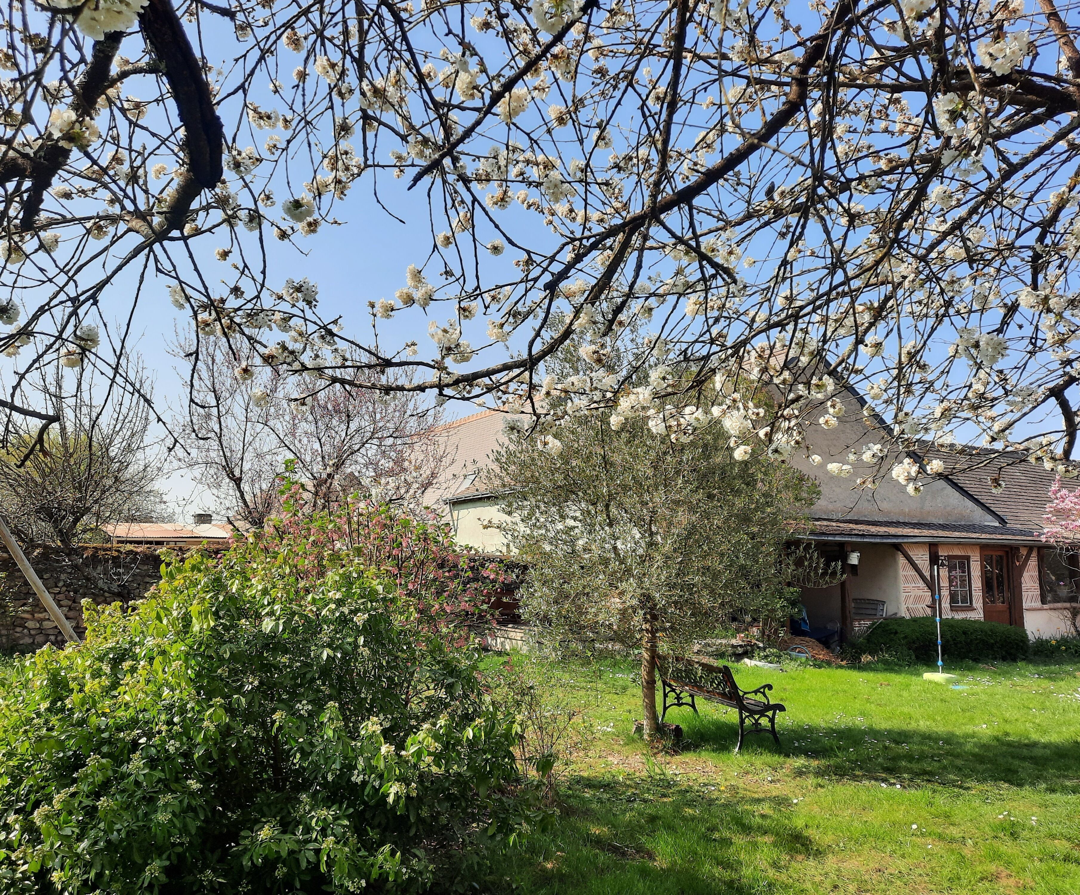A garden with a bench, a tree with white blossoms, and a house with a tiled roof.