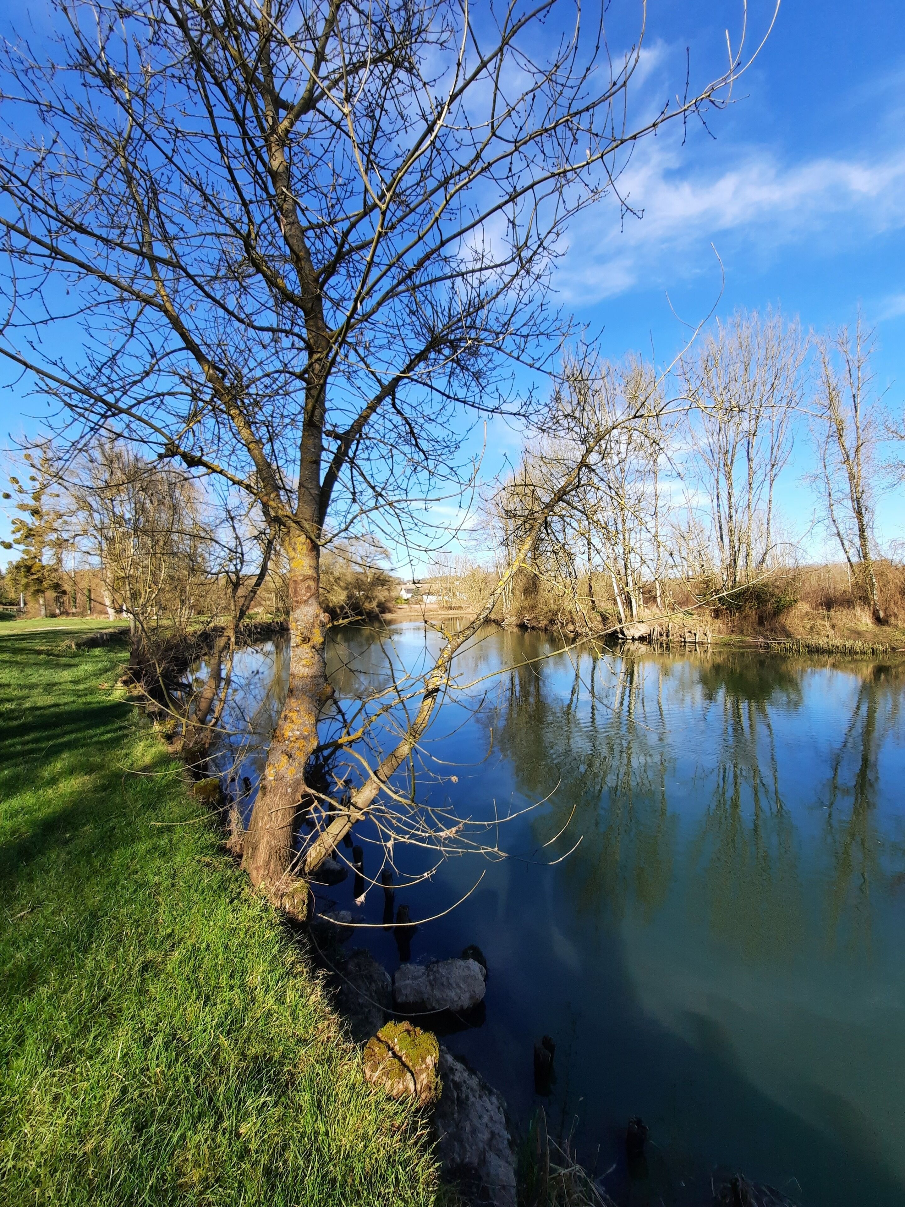 A river with a tree on the bank, clear sky, and a grassy area.