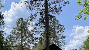 A cabin surrounded by tall pine trees, with a gravel path leading to it. - Cozy & Private Upper Michigan Riverfront Cottage With 970 ft. Of River Frontage! (Republic)