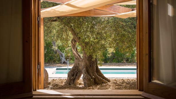 A view of a tree with a pool in the background.