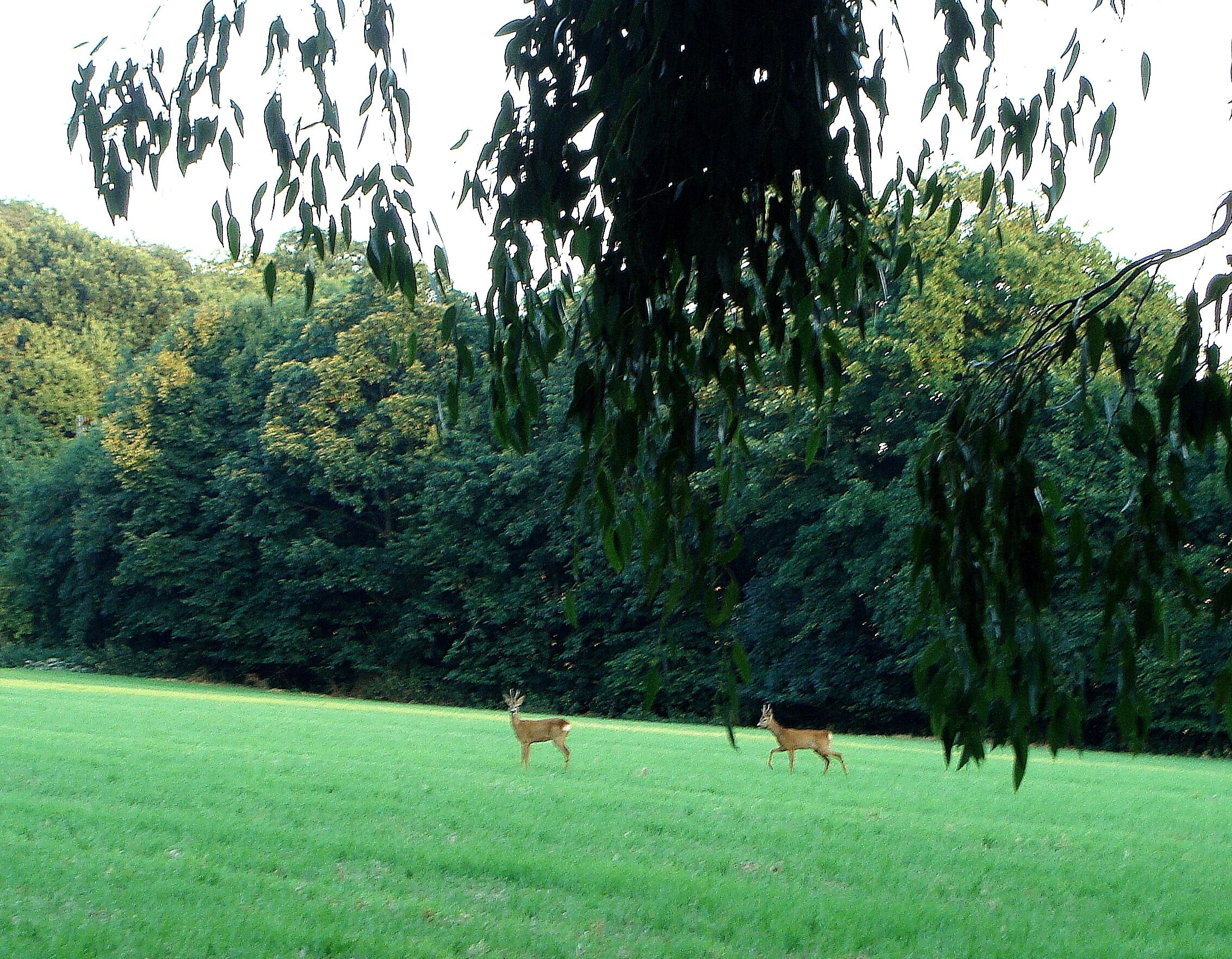 A deer in a grassy field with trees in the background.