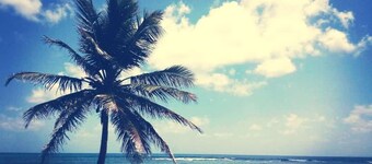 Sun and coconut villa