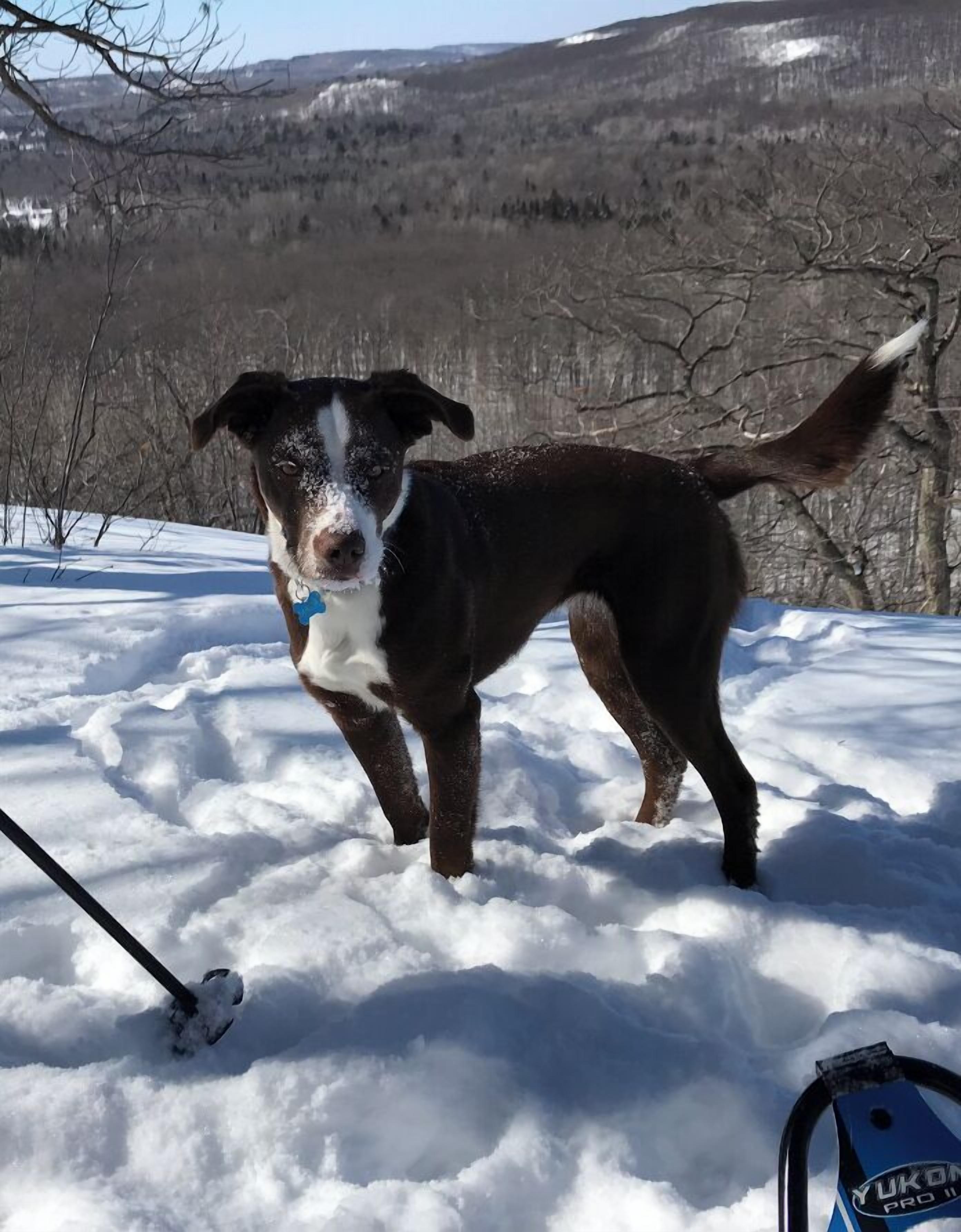 A dog standing in snow with a ski pole nearby.