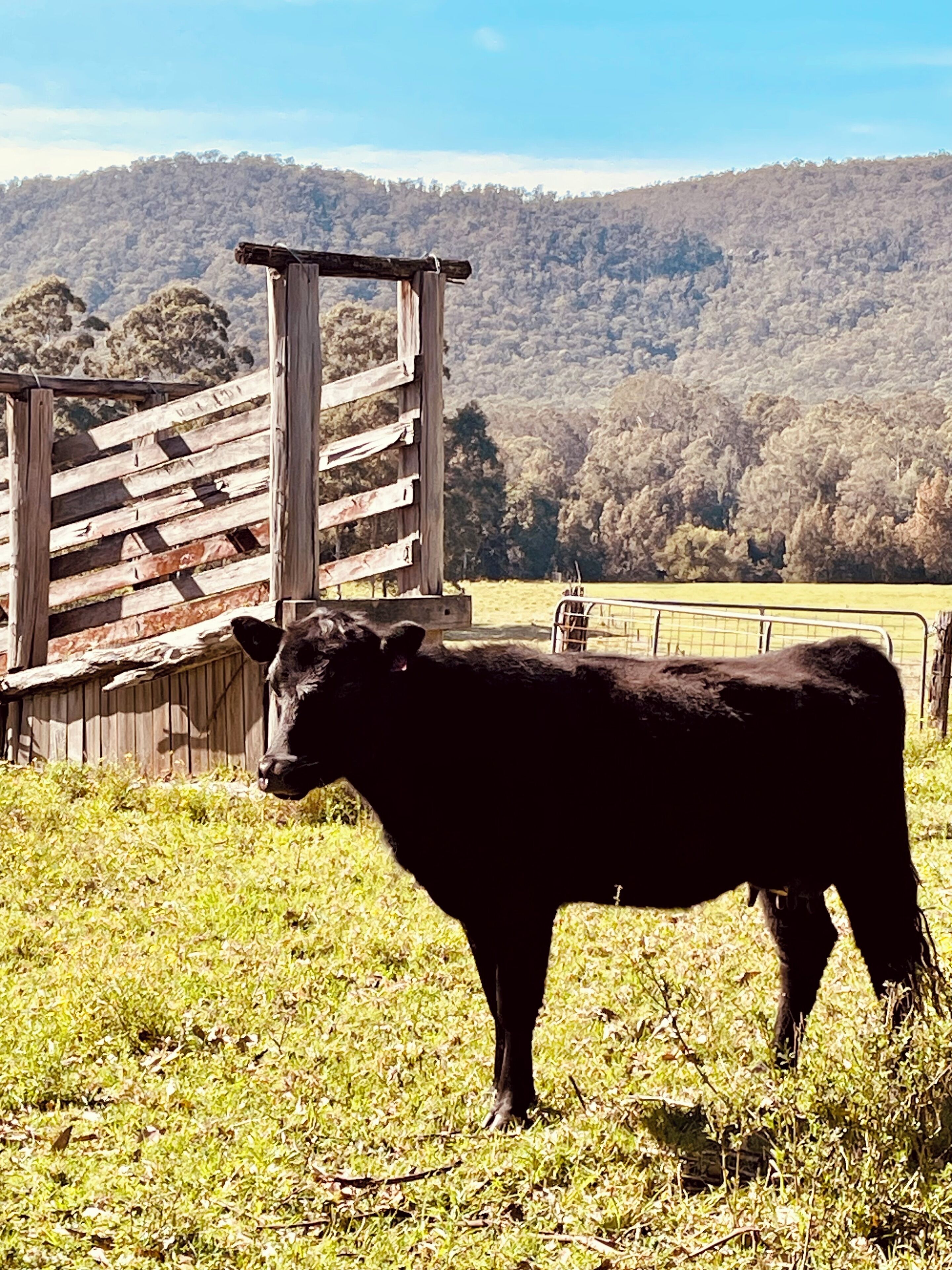 Une vache noire se tient dans un champ herbeux, avec une clôture en bois et une grange en arrière-plan.