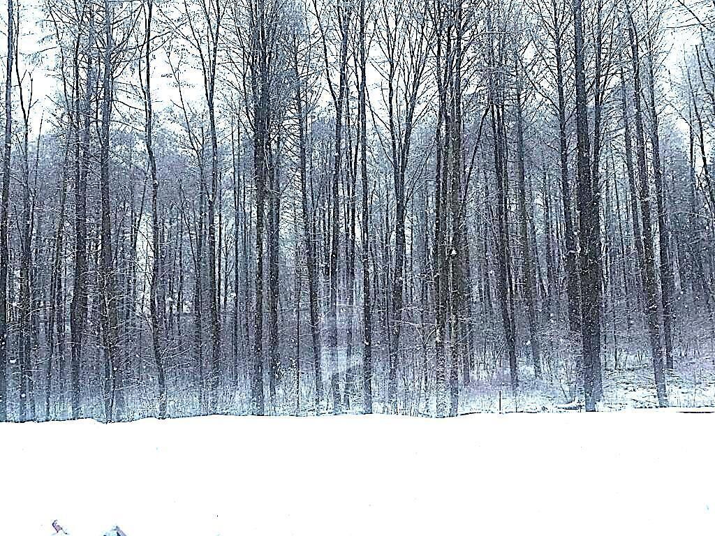 A dense forest of tall, leafless trees covered in snow.