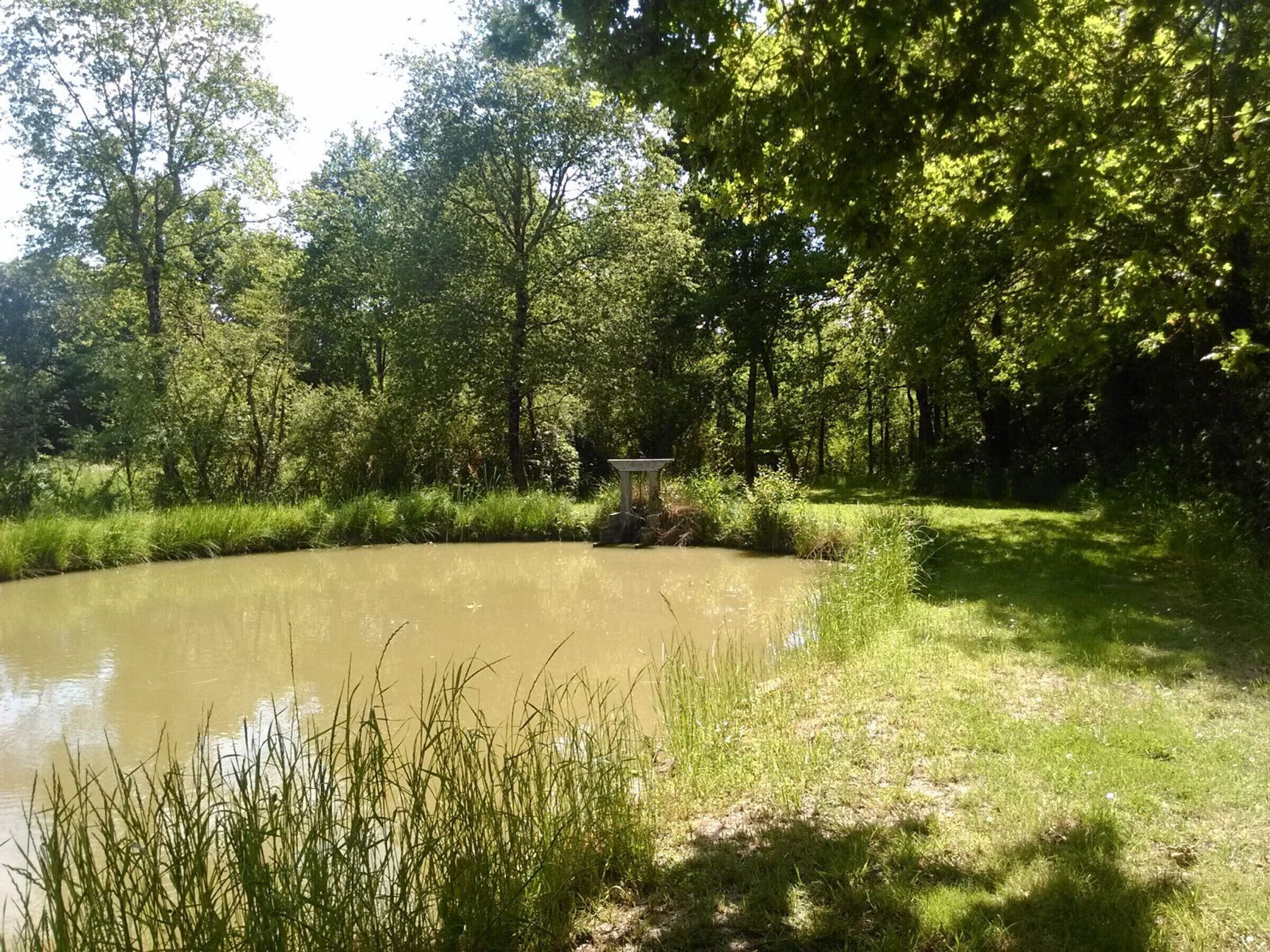 Un étang entouré d’une végétation luxuriante et d’arbres.