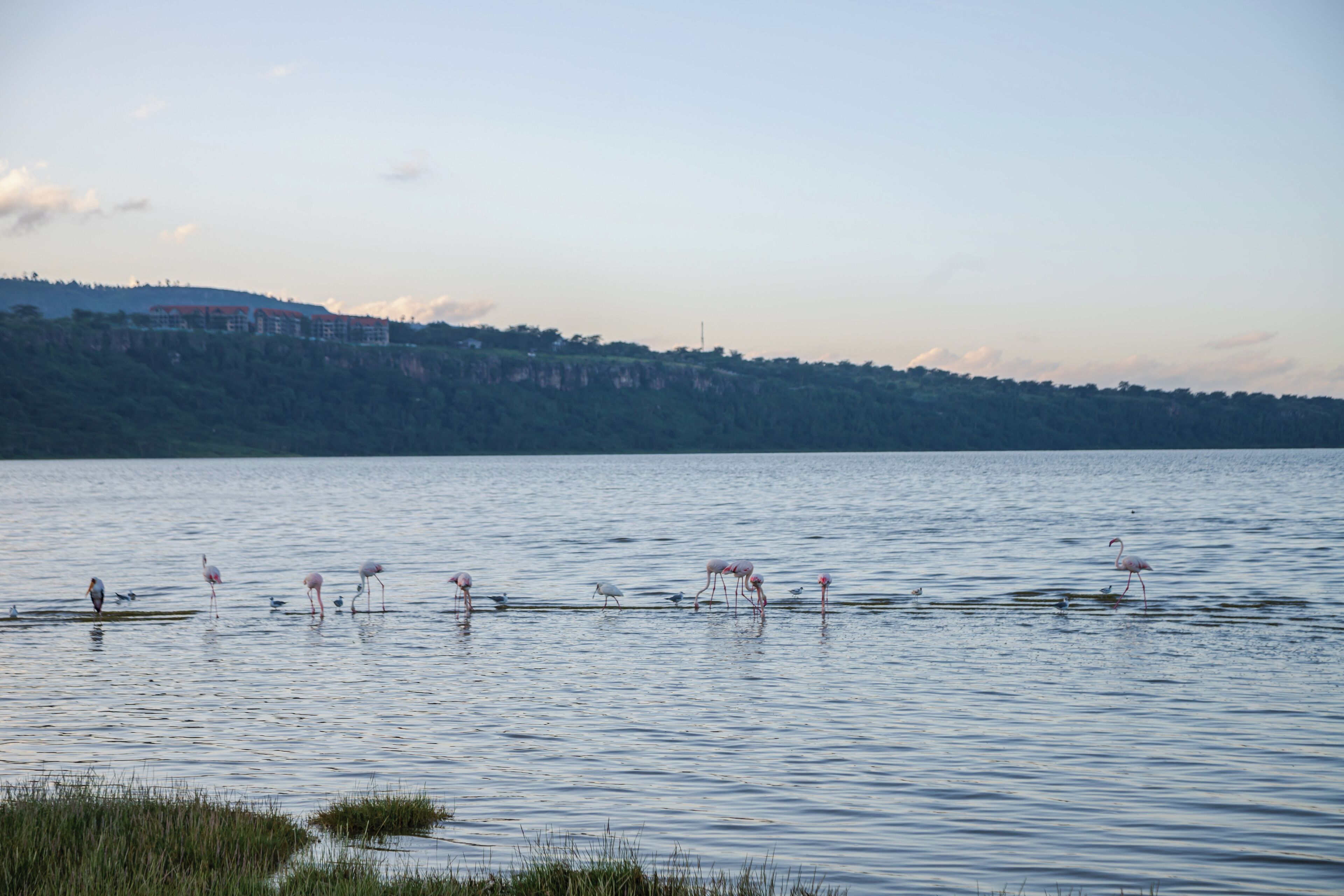 Un lac paisible où l’on peut apercevoir plusieurs flamants roses et, au loin, un bâtiment sur la rive.