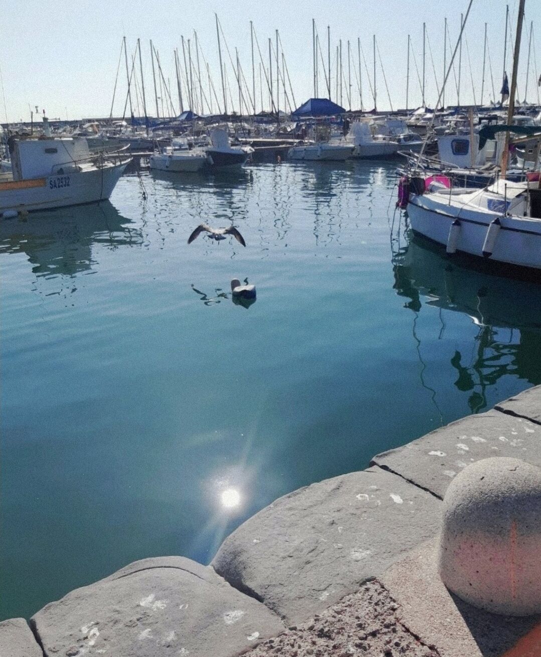 Ein Yachthafen mit vertäuten Booten und einem fliegenden Vogel über dem Wasser.