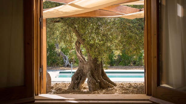 A view through a wooden-framed window of a tree-lined outdoor area with a pool.