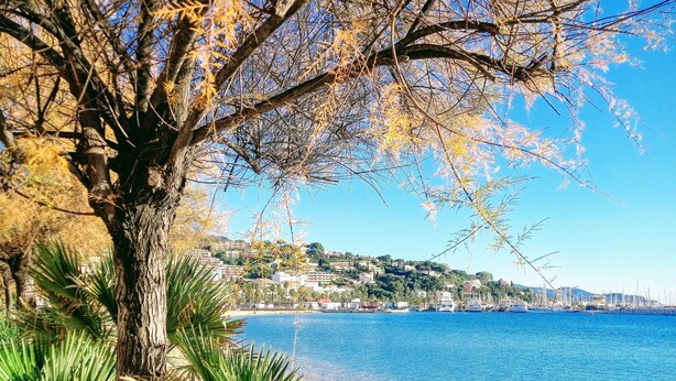 A coastal view with a tree and a clear blue sea.