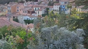 A garden with various flowers and a view of a town with buildings in the background.