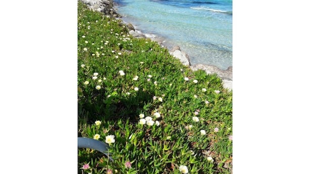 Un paysage côtier caractérisé par une côte rocheuse, une eau d’un bleu limpide et une zone herbeuse parsemée de fleurs blanches.