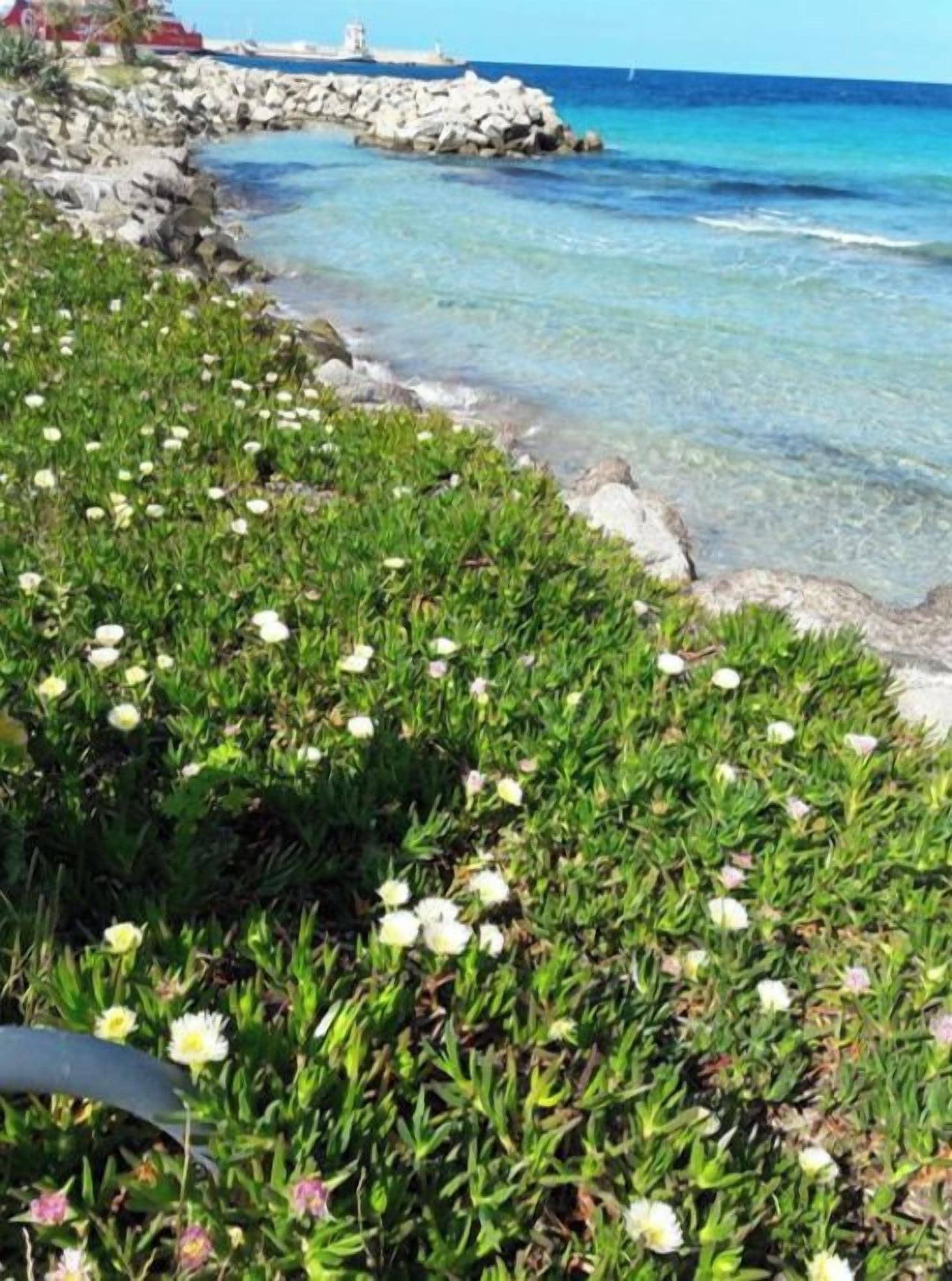 Paesaggio costiero con una costa rocciosa, acque blu cristalline e una zona erbosa con fiori bianchi.