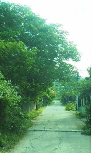 Stroll down this quiet, tree-lined street surrounded by lush foliage and charming fences.