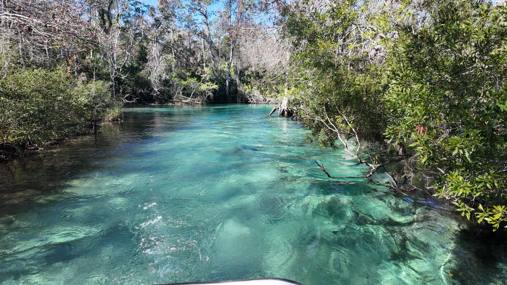 A clear river surrounded by dense vegetation.