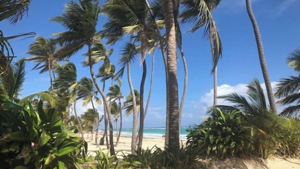 Une plage bordée de palmiers, sous un ciel dégagé.