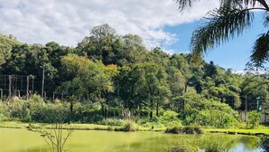 Un étang paisible, entouré d’une végétation luxuriante et d’arbres.
