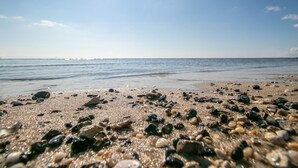 A beach with a variety of pebbles and shells.