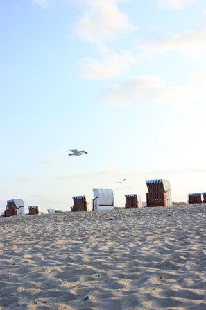 Une plage bordée de rangées de chaises longues et de parasols, un ciel dégagé et une mouette qui vole.