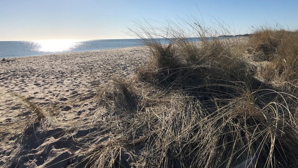 A beach with sand and sparse vegetation. - Meerhaus - Detached House, Infrared Sauna, Fireplace, Bathtub, Terrace (Olpenitz)