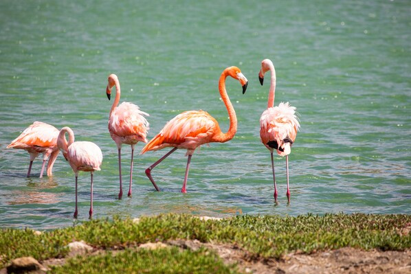Eine Gruppe Flamingos in einem flachen Gewässer mit einem grasbewachsen Vordergrund.