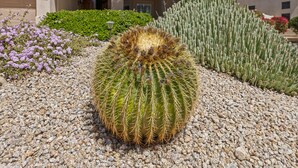 A large cactus in a garden with a house in the background.