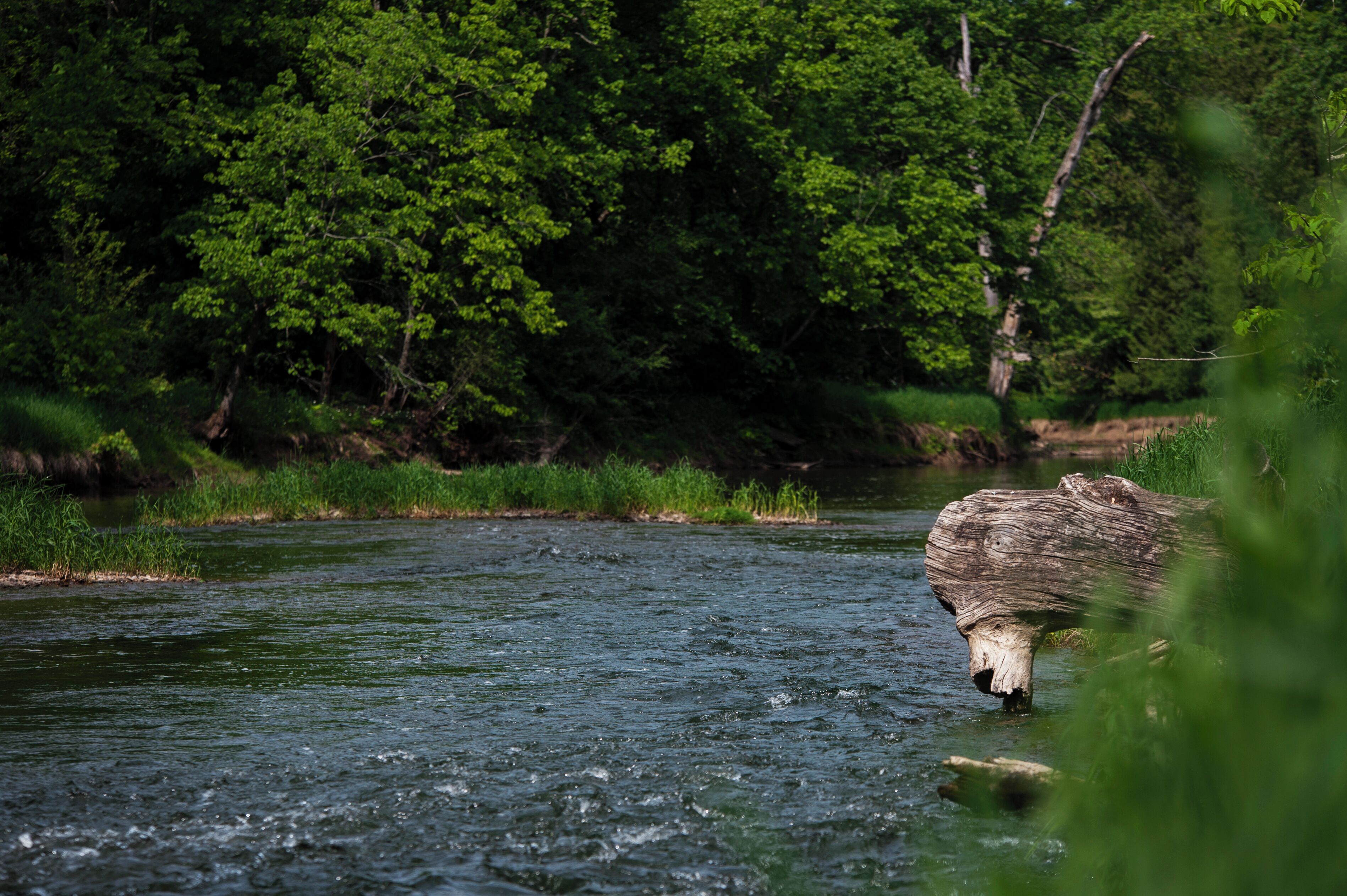 A river with a log in the water and dense green foliage in the background.