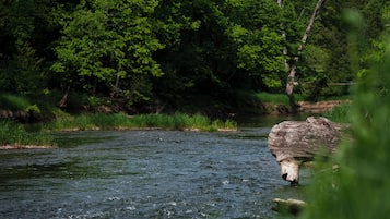 A river with a log in the water and dense green foliage in the background.
