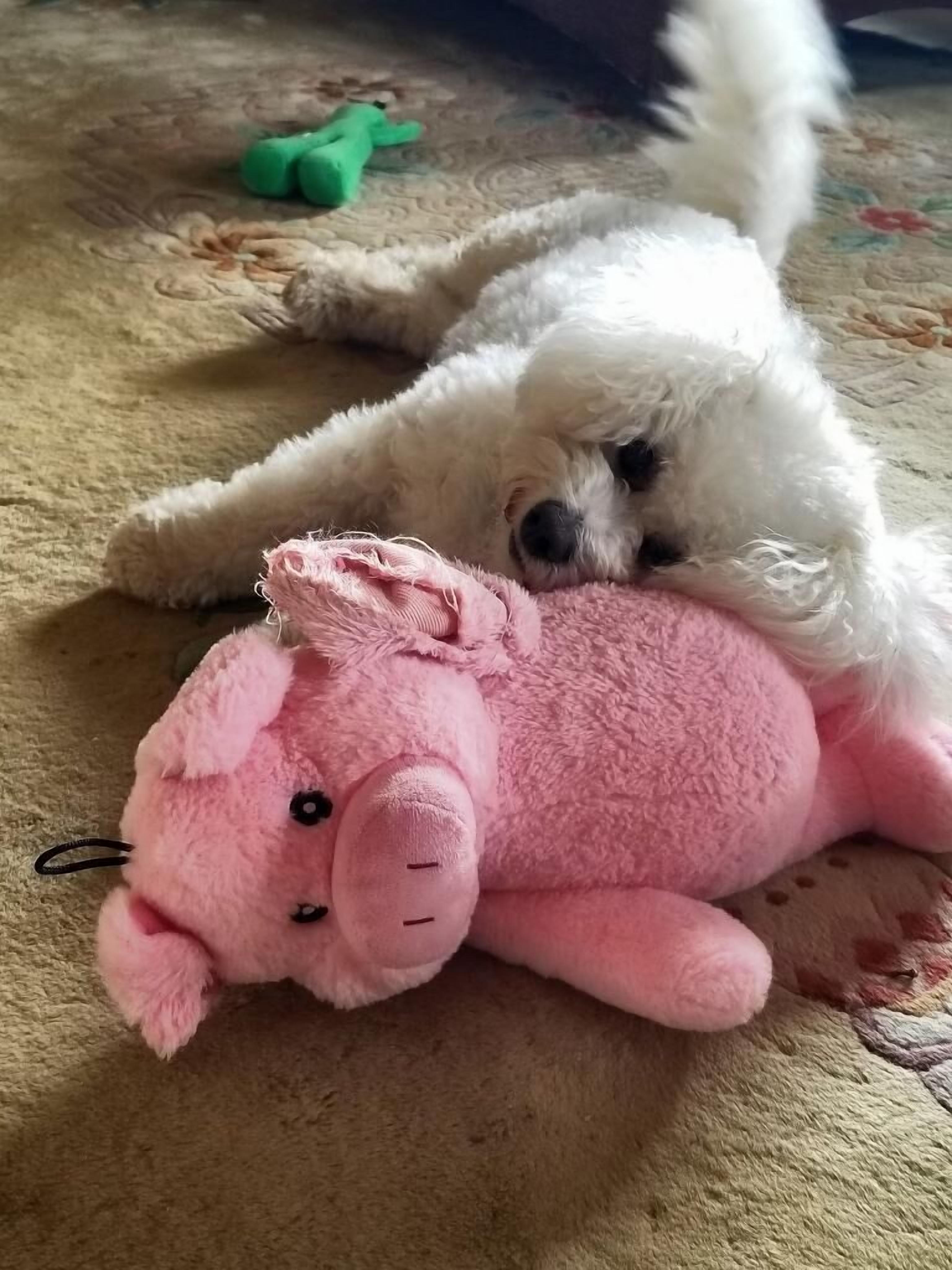 Un perro blanco pequeño acostado sobre una alfombra junto a un peluche rosa.