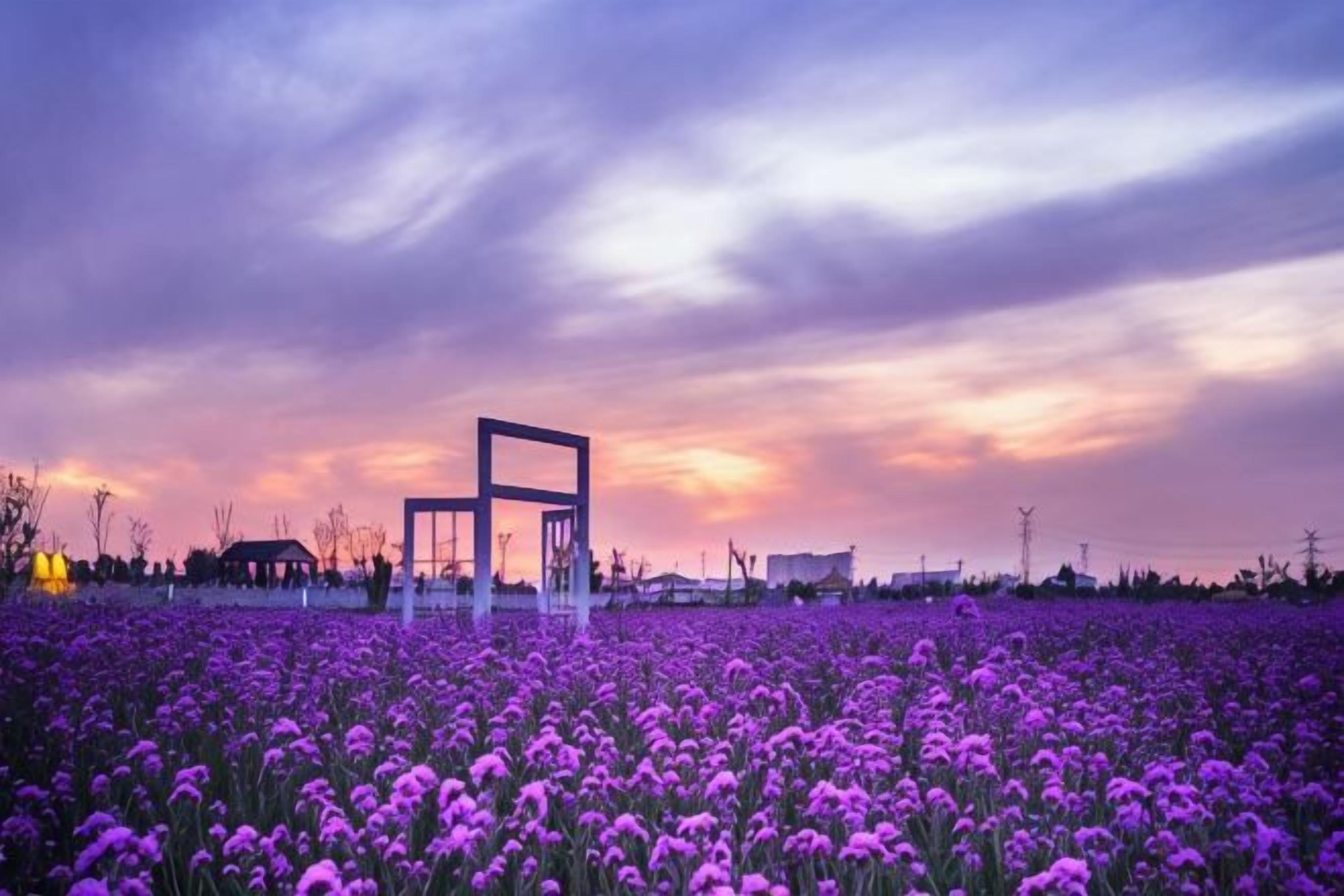 Un camp de flors morades sota un cel nuvolós.