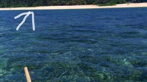 A clear view of a beach with a sandy shore and a line of palm trees in the background. - Anajawan Island Beachfront Resort  (General Luna)