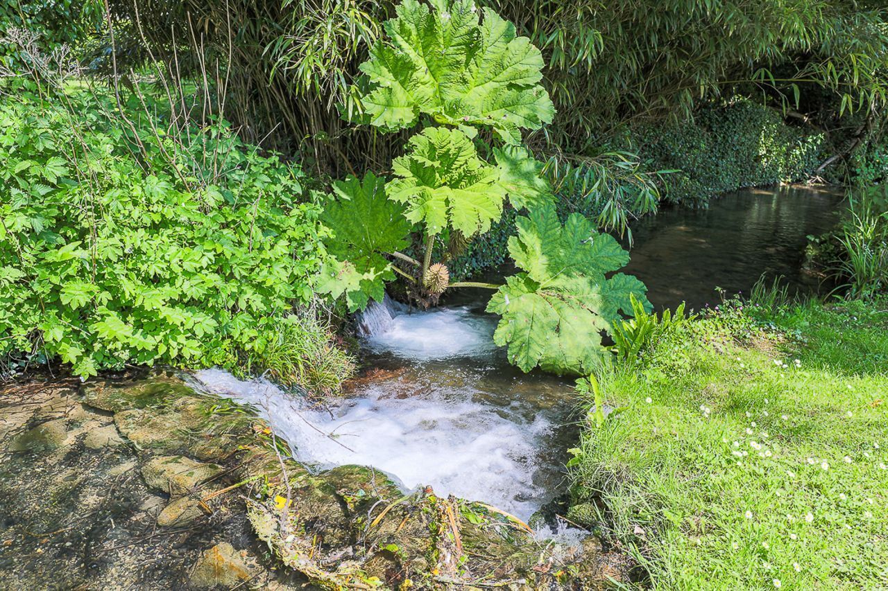 Un petit ruisseau serpente à travers un jardin luxuriant, où de grandes feuilles vertes et un feuillage dense créent un paysage verdoyant.