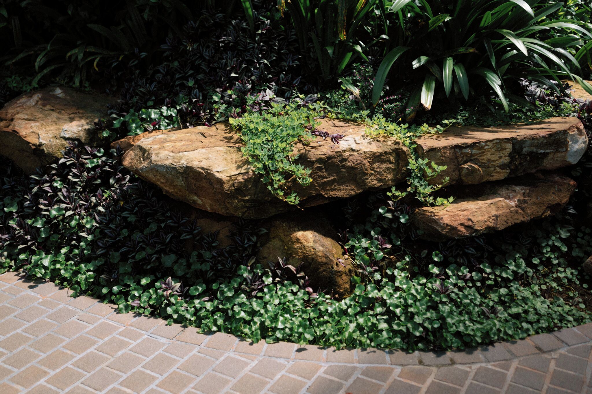 Un jardín con rocas grandes y diversas plantas.