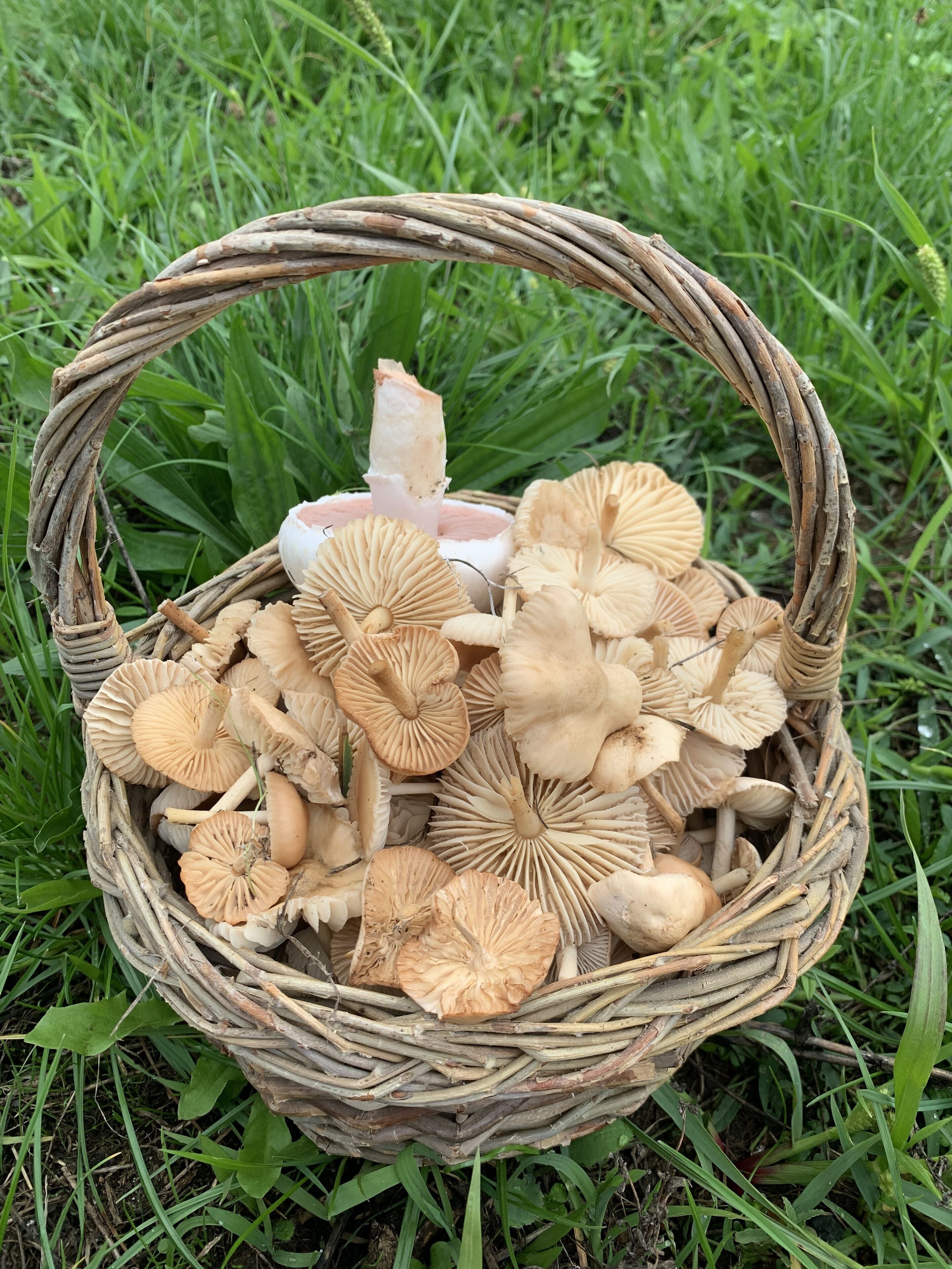 A wicker basket filled with mushrooms and a candle on a grassy surface.