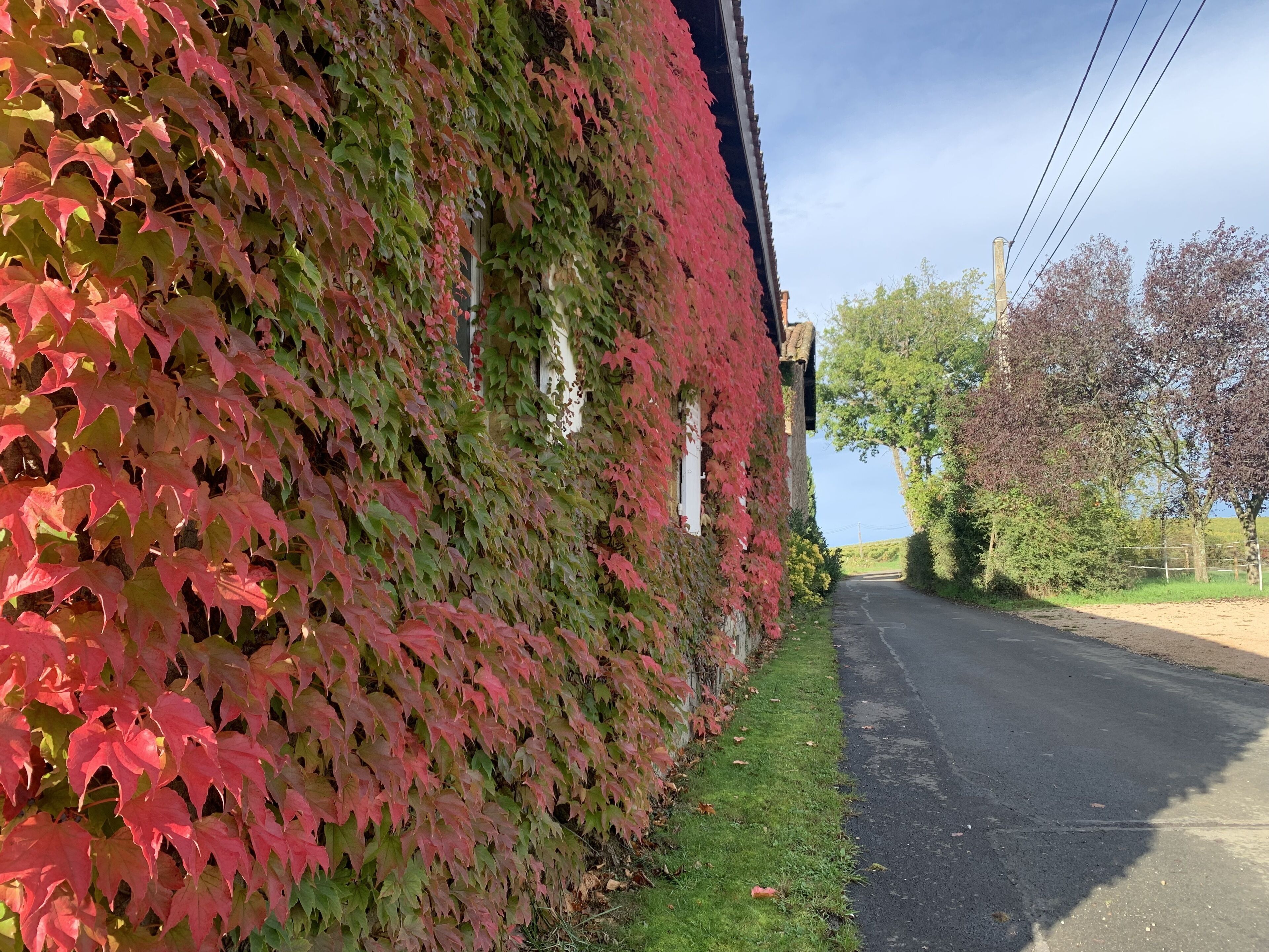 A road with a building covered in red and green foliage.