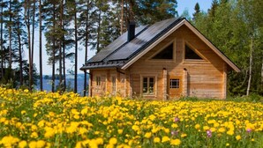 A wooden cabin with a sloped roof, surrounded by a field of yellow flowers.