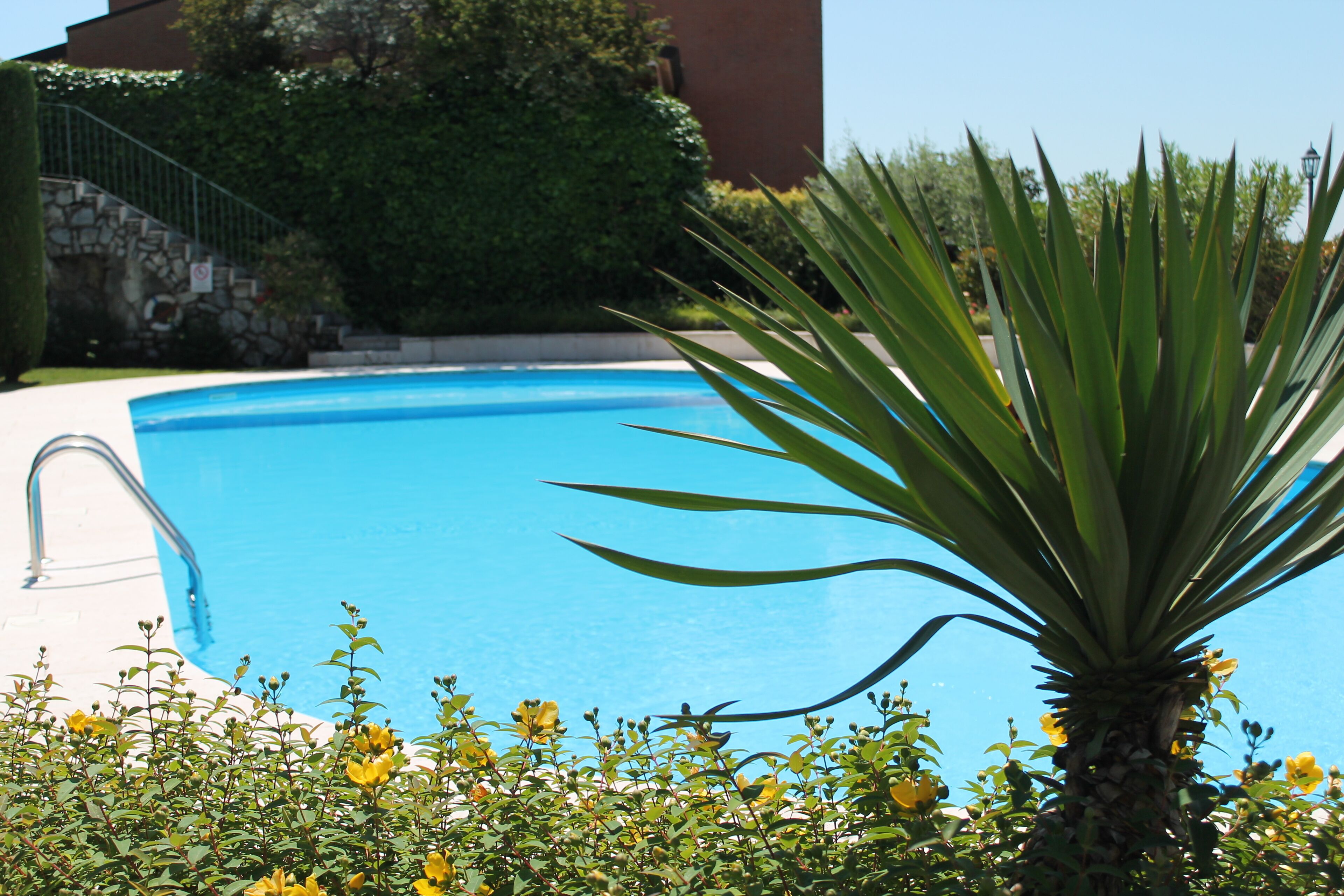 A swimming pool with a metal ladder, surrounded by greenery and a palm tree.