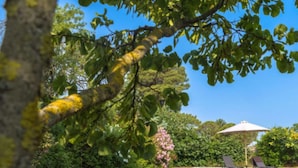 Une piscine dotée d’une terrasse en bois, entourée d’une végétation luxuriante et surplombée d’un ciel bleu azur.