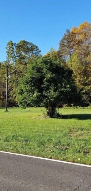 Property grounds - Rush Creek Camp, Lot # 02 (Rush)