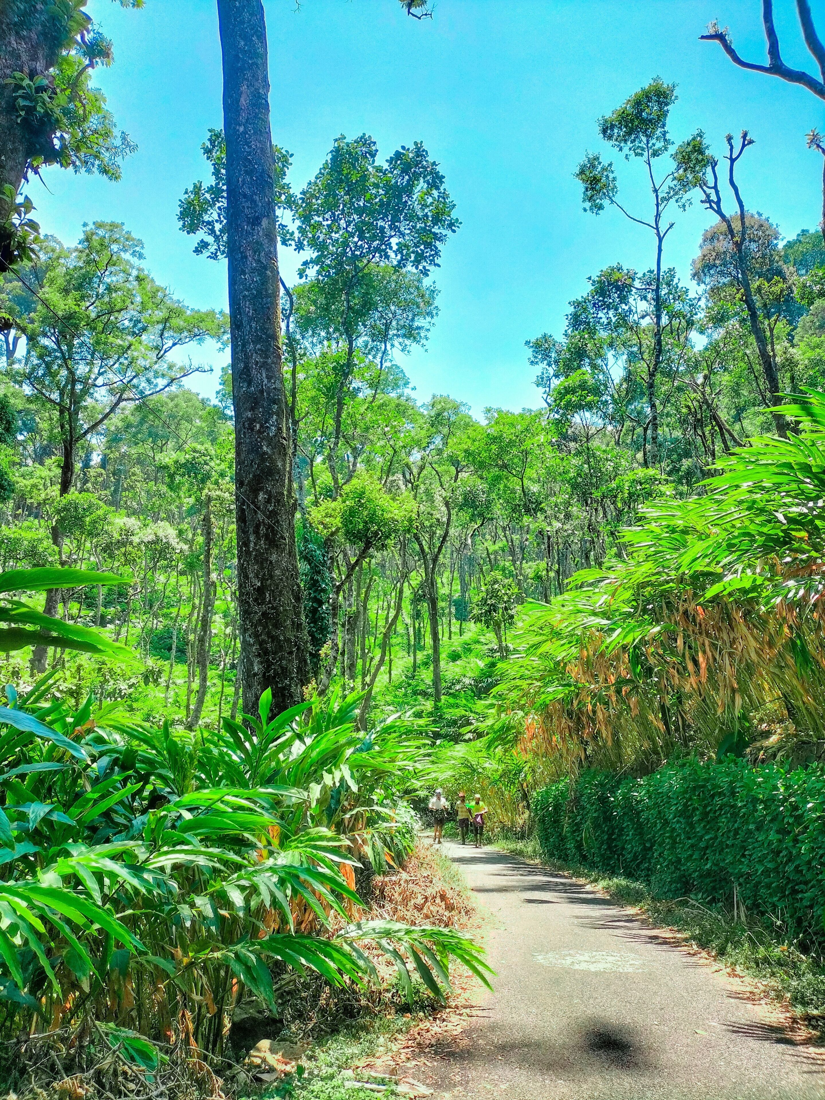 A narrow forest road surrounded by dense green foliage and tall trees.
