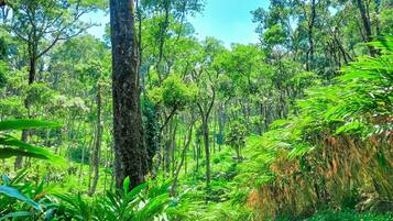 A narrow forest road surrounded by dense green foliage and tall trees.