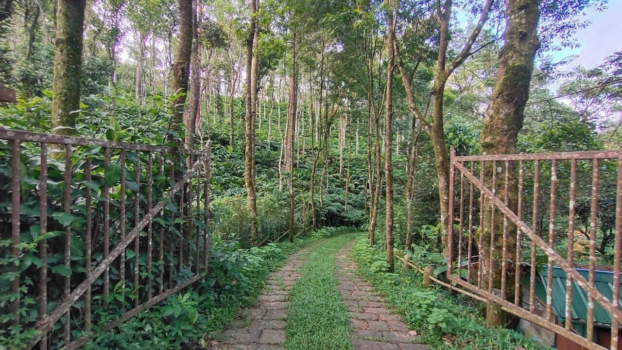 Un sendero estrecho bordeado por cercas de metal, rodeado de abundante vegetación y árboles.