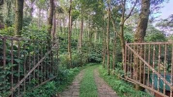 Un sendero estrecho bordeado por cercas de metal, rodeado de abundante vegetación y árboles.