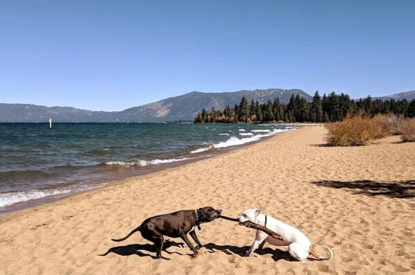 Guests can enjoy a serene beach scene with their pets, surrounded by evergreen trees and majestic mountains.