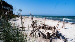 A beach with driftwood and vegetation.