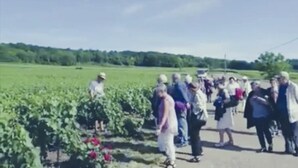 A group of people standing in a vineyard. - le Flaubert (Villenauxe-la-Grande)