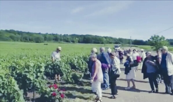 Vineyard - le Flaubert (Villenauxe-la-Grande)