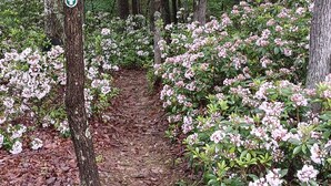 A forested path with trees and pink flowering shrubs. -  Secluded ridge 
 top wilderness retreat with fast wifi and all the comforts  (Wytheville)